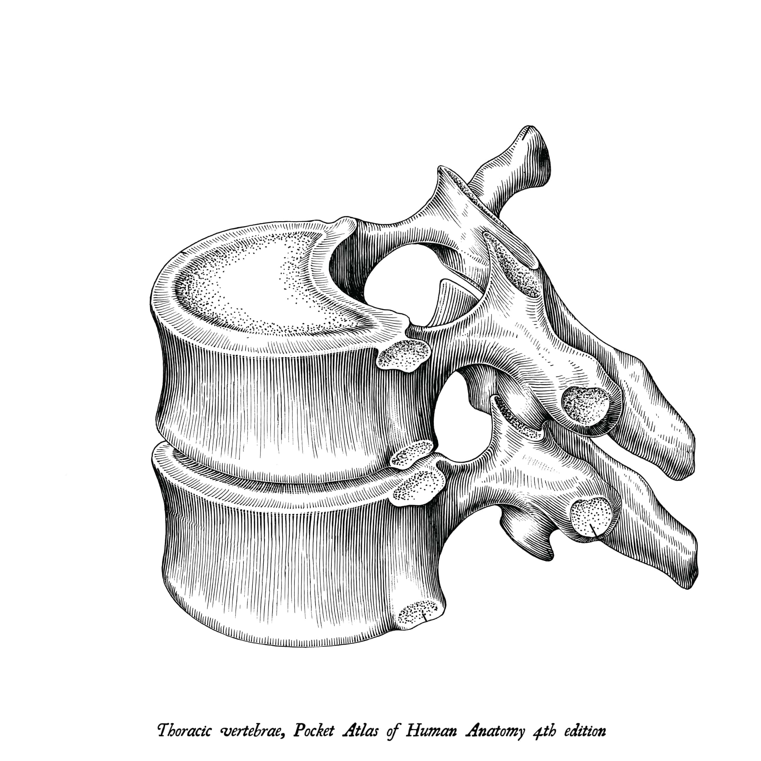 Thoracic Vertebrae and Back Pain